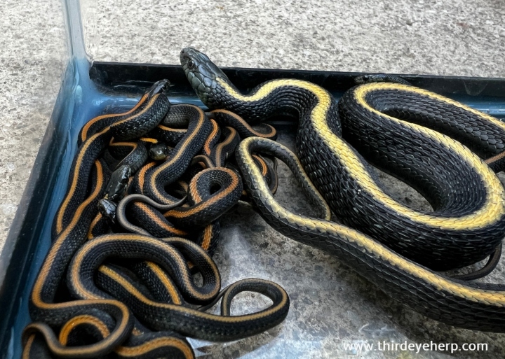 Santa Cruz Garter Snakes